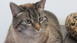 These Cats Love PETA’s Spay/Neuter Clinic (Photos)