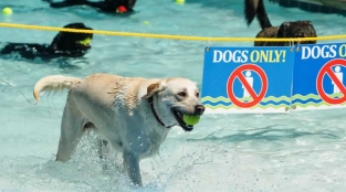 Public Swimming Pool Goes to the Dogs