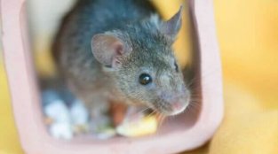 Your Daily Cute: Rescued Mice Do Adorable Rescued-Mice Things (Photos)