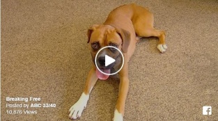 Dying, Abandoned Boxer Found in Ditch Gets a Second Chance at Life