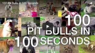 Why People Who Care About Pit Bull Welfare Support Breed Protection