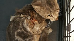 Gut-Wrenching Photos of Injured Kitten Show How Littering Hurts ALL Animals