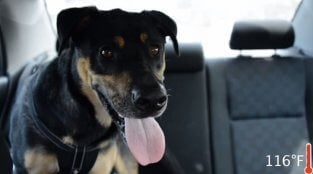5 Things to Do if You See a Dog in a Hot Car
