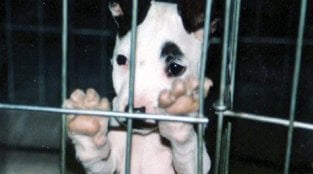 A Crate Is a Cage Is a Prison: Why Crating Dogs Terrible..
