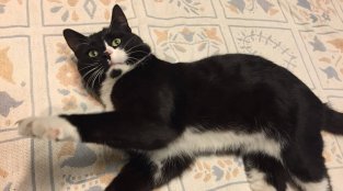 Tuxedo Cat Smartens Up Sartorially Challenged Friend