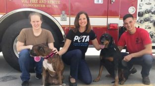 Dogs Reunited With Firefighters Who Saved Them