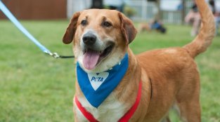 Pups Find Love at PETA’s Poochella Adoption Event