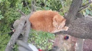 Cat Rescued After 3 Terrifying Days and Nights in a Tree