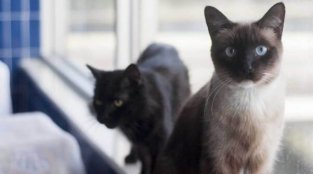 You Can Give These Orphaned Cats the Best Holiday Ever