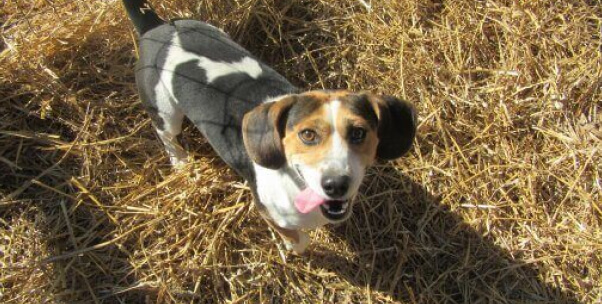 Bean is Going to Grow Like Magic