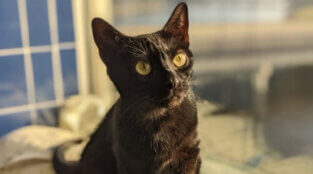 It’s a Bird, It’s a Plane, It’s a … Cat?