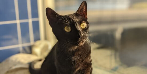 It’s a Bird, It’s a Plane, It’s a … Cat?