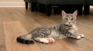 Are You ‘Kitten’ Me? Tiny Cat Almost Kicked Out on the Street