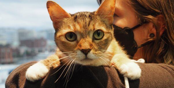 Rescued Cat Puts the ‘Purr’ in Pearl