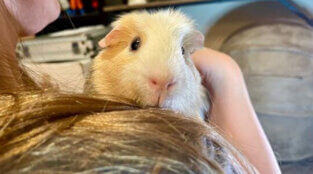 What’s Up, Jax? Rescued Guinea Pig Loves Carrots