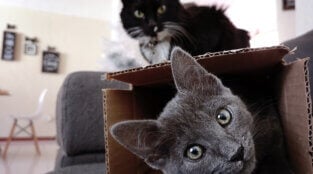 Online Resources for Finding Animal-Friendly Housing