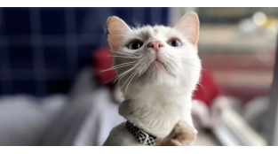 Interested in Adoption? This Deaf Cat Is All Ears