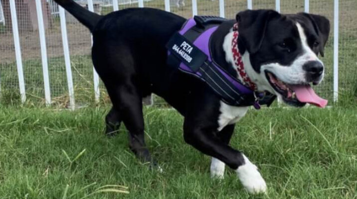 PETA-Rescued Duke Seeks New Home
