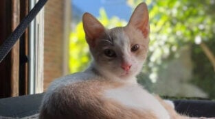 Kitten Genius Sheldon Rescued by PETA Seeks New Roommate