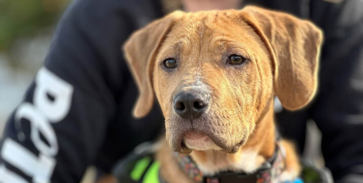 Wally’s a Brand-New Dog