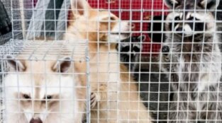 Comparing Animal Hoarders, Roadside Zoos, and Puppy Mills