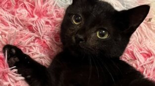The Comeback Kitten: Meet an Adoptable Cat Who Defied All Odds