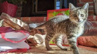 Adoptable Kitten Mariah Is Hoping Santa Will Bring Her the One She Needs