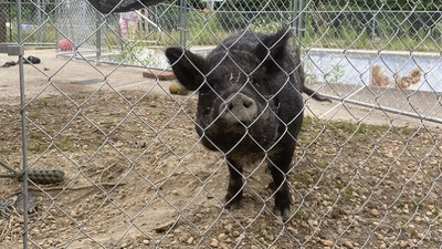 This Adoptable Pig Won’t Be Going ‘Back to Black’—Meet Amy Swinehouse