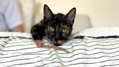 People of the World: Spice Up Your Life With This Adoptable ‘Sporty’ Tortie