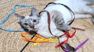 Adoptable Mr. Baker Wants to Loaf Around With YOU!