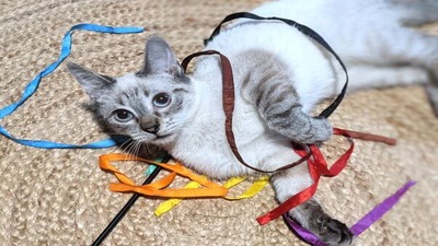 Adoptable Mr. Baker Wants to Loaf Around With YOU!