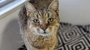 Adoptable Kevin G.: He’s Not Like a Regular Cat—He’s a Cool Cat ;)