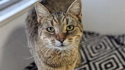 Adoptable Kevin G.: He’s Not Like a Regular Cat—He’s a Cool Cat ;)