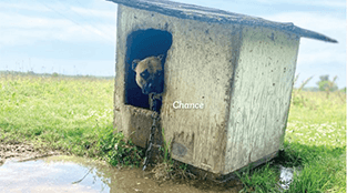 PETA’s Local Work April-June 2025